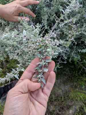 Spinescale saltbush(Atriplex spinifera)