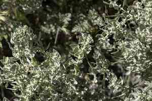 Spinescale saltbush(Atriplex spinifera)