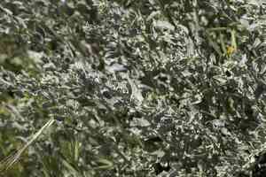 Spinescale saltbush(Atriplex spinifera)