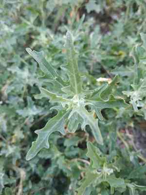 Tatarian orache(Atriplex tatarica)
