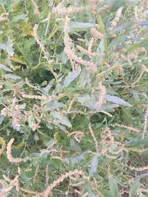 Tatarian orache(Atriplex tatarica)
