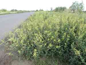 Tatarian orache(Atriplex tatarica)