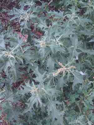 Tatarian orache(Atriplex tatarica)