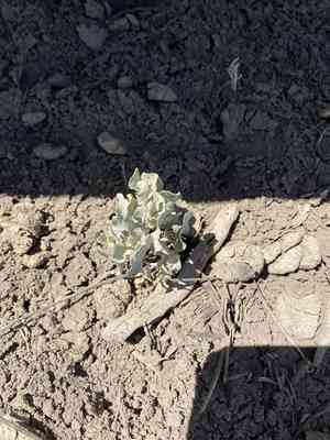Saltbush (Atriplex)(Atriplex)