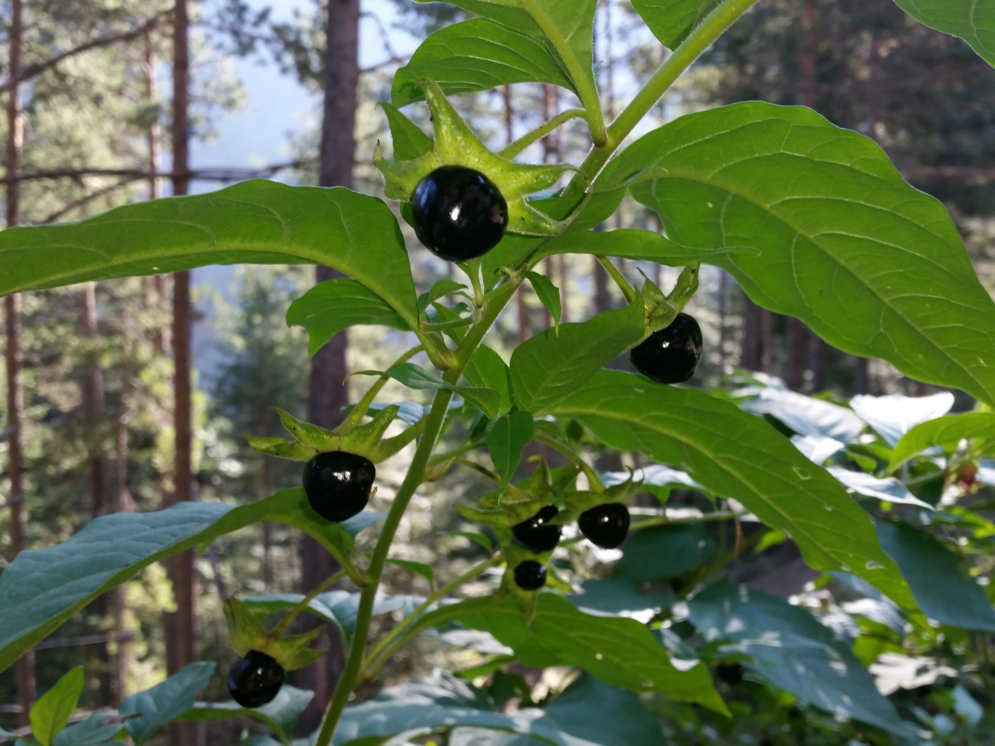 Atropa (Atropa) (Atropa) Care Guide: Pests, Diseases, Watering ...