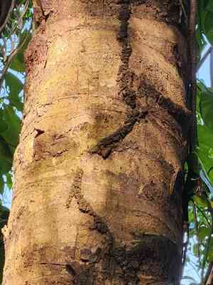 Cohune palm(Attalea cohune)