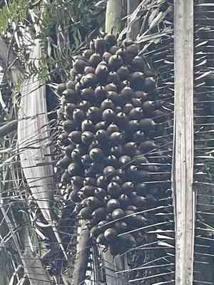 Cohune palm(Attalea cohune)