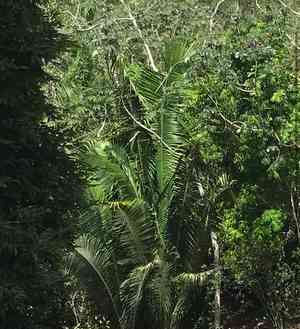Cohune palm(Attalea cohune)