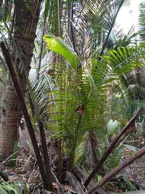 Cohune palm(Attalea cohune)