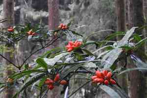 Chinese aucuba(Aucuba chinensis)