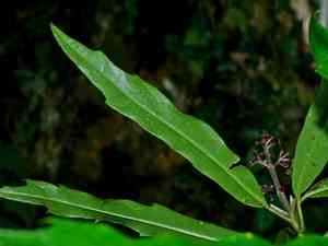 Chinese aucuba(Aucuba chinensis)