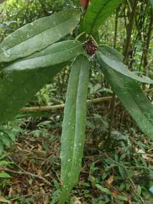 Chinese aucuba(Aucuba chinensis)