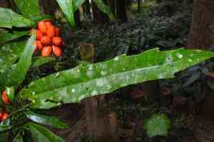 Chinese aucuba(Aucuba chinensis)