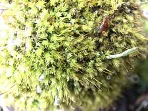 Aulacomnium moss(Aulacomnium androgynum)