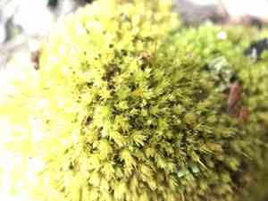 Aulacomnium moss(Aulacomnium androgynum)
