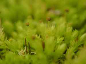 Aulacomnium moss(Aulacomnium androgynum)