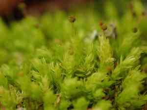 Aulacomnium moss(Aulacomnium androgynum)