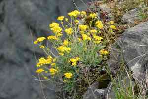 Basket of gold(Aurinia saxatilis)