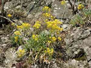 Basket of gold(Aurinia saxatilis)
