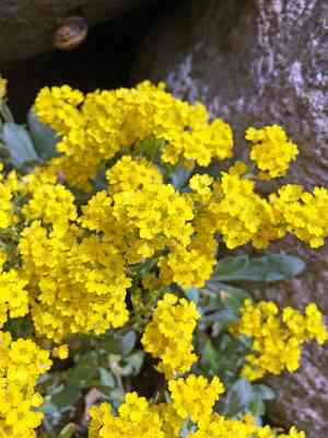 Basket of gold(Aurinia saxatilis)