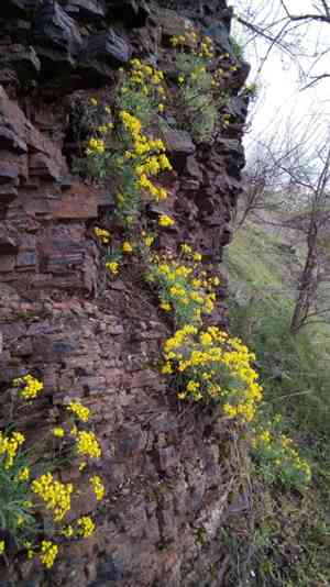 Basket of gold(Aurinia saxatilis)