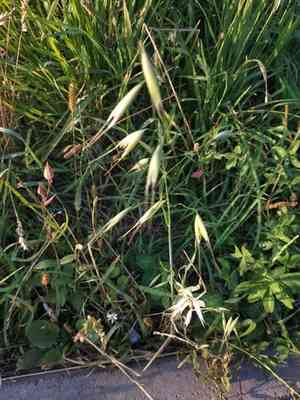Wild oat(Avena fatua)