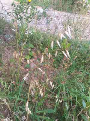 Wild oat(Avena fatua)