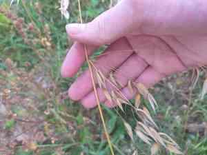 Wild oat(Avena fatua)