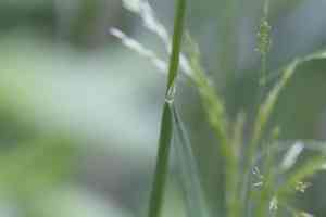 Wavy hair-grass(Avenella flexuosa)