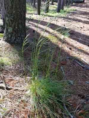 Wavy hair-grass(Avenella flexuosa)