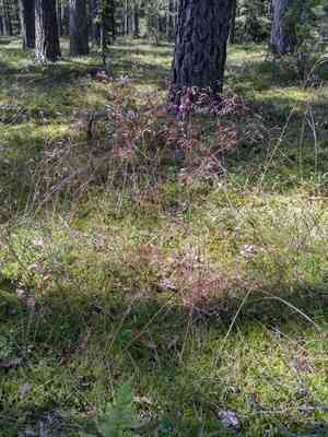 Wavy hair-grass(Avenella flexuosa)