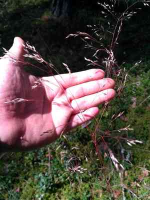 Wavy hair-grass(Avenella flexuosa)