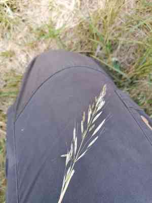 Downy alpine oatgrass(Avenula pubescens)