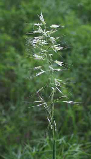 Downy alpine oatgrass(Avenula pubescens)