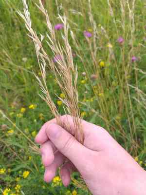 Downy alpine oatgrass(Avenula pubescens)