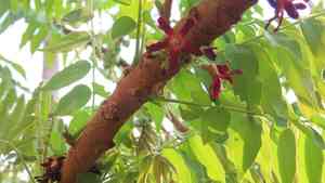 Bilimbi(Averrhoa bilimbi)