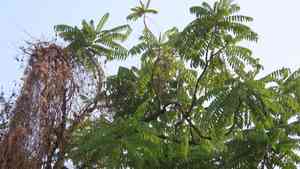 Bilimbi(Averrhoa bilimbi)