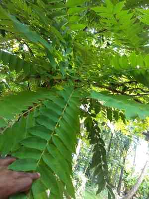 Bilimbi(Averrhoa bilimbi)