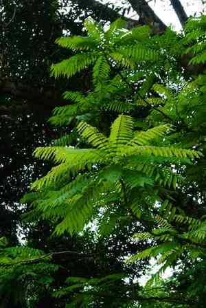 Bilimbi(Averrhoa bilimbi)