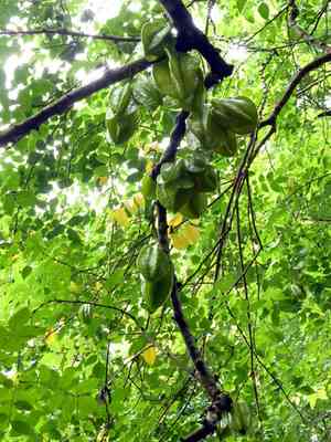 Carambola(Averrhoa carambola)