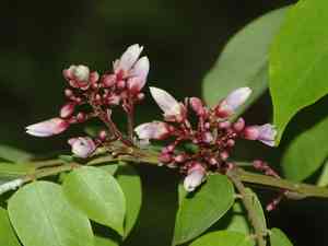 Carambola(Averrhoa carambola)