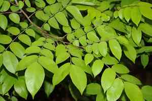 Carambola(Averrhoa carambola)