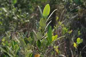 Black Mangrove(Avicennia germinans)