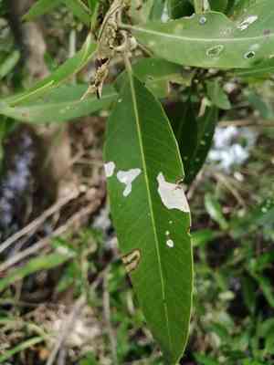Black Mangrove(Avicennia germinans)