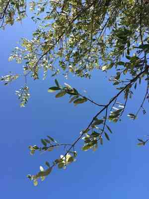 Black Mangrove(Avicennia germinans)