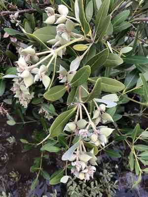 Black Mangrove(Avicennia germinans)