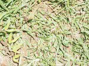 Common carpetgrass(Axonopus fissifolius)