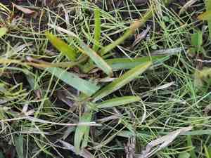 Common carpetgrass(Axonopus fissifolius)