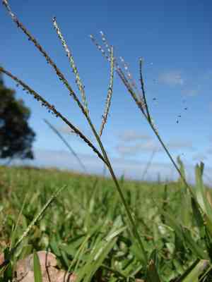 Common carpetgrass(Axonopus fissifolius)