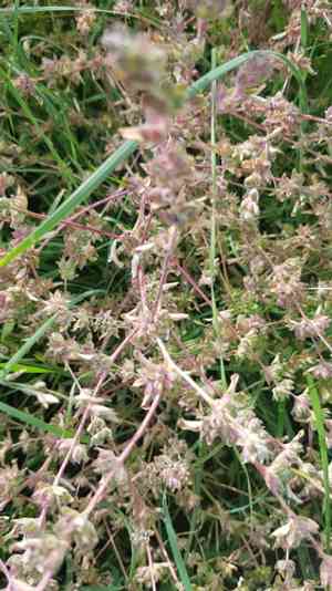 Russian pigweed(Axyris amaranthoides)